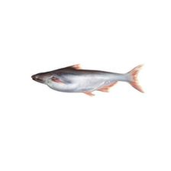 Basa (Pond White Fish)