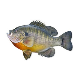 Bluegill