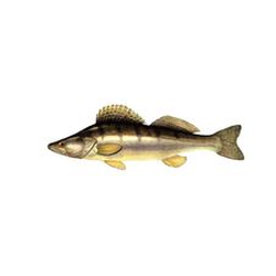 Pike-Perch