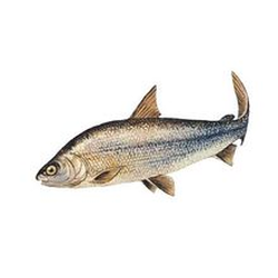 Whitefish